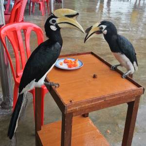 Malaysia in a different way or The preview to the local life on the island of Pulau Pangkor