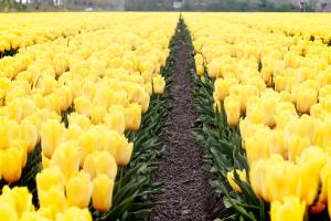 WEEKEND VIBES | TULIP FESTIVAL