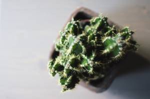 Cactus and Succulents